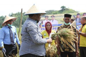 Wakil Walikota Lakukan Panen Perdana Padi Hoston