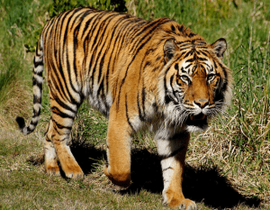 Harimau di New York Ini Positif Corona