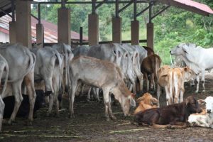 Polda Aceh Tangkap 9 Pelaku Korupsi Sapi di Saree
