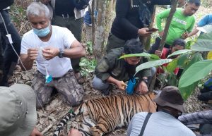 Seorang Petani di Bakotim Diserang Harimau, Berbagai Pihak Desak BKSDA Tangani Serius