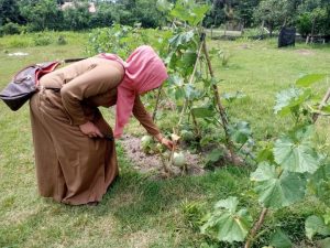 Siswa SMK Pertanian Simeulue Cut dilatih Budidaya Melon dan Tanaman Hidroponik