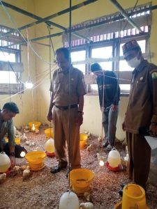 Kenalkan Dunia Usaha, Siswa SMKN Peternakan Salang diajak Berternak Ayam Broiler