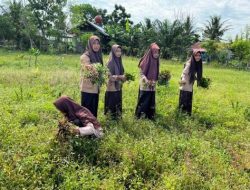 SMAN 1 Juli Bireuen Panen Kacang Tanah, Ini Karya P5 Siswa