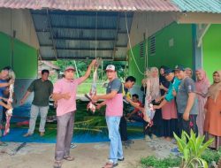 Qurban di SMAN 1 Teupah Barat Sembelih Dua Ekor Kerbau