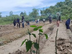 Siswa SMK Negeri Pertanian Teupah Tengah Ikuti PSG Budidaya Tanaman Pangan