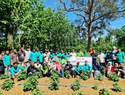 ARC-USK Turunkan 20 Pakar Bina Petani Nilam Lhoong