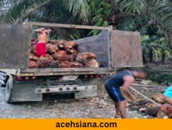 Petani Sawit di Aceh Hadapi Penurunan Harga Brondolan yang Signifikan