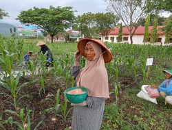 Guru SMKN 1 Simpang Mamplam Lakukan Pemupukan Jagung dalam Program Ketahanan Pangan Nasional