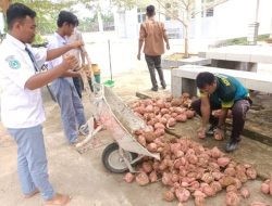 SMKN 1 Simpang Jernih Budidayakan Nilam, Jagung dan Ubi Jalar