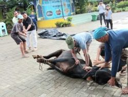 Kepala MIN 11 Banda Aceh: Qurban Menumbuhkan Jiwa Pengorbanan dan Cinta Sesama